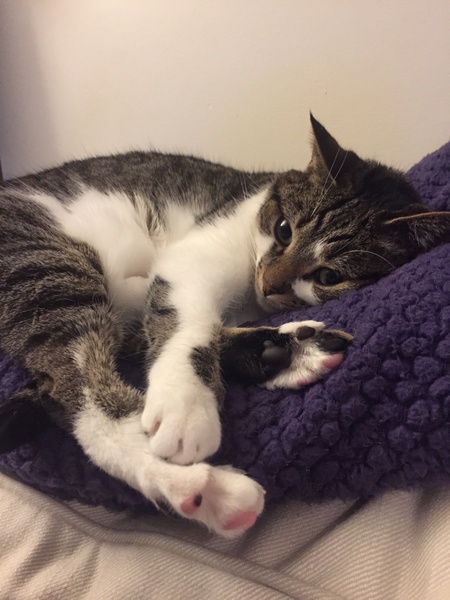 Entry image for Lila. Clicking this image will show a larger photo