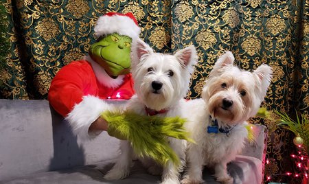 Entry image for Zeke and Riley. Clicking this image will show a larger photo