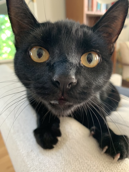 Entry image for Bathilda Bagshot (AKA Battie) . Clicking this image will show a larger photo