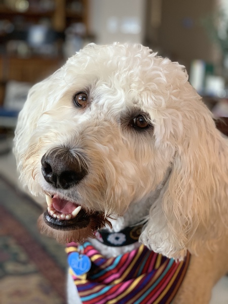 Entry image for BLUdoodle. Clicking this image will show a larger photo