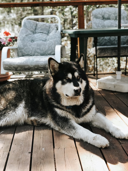 Entry image for Thor. Clicking this image will show a larger photo