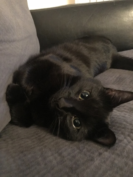 Entry image for Ellie. Clicking this image will show a larger photo