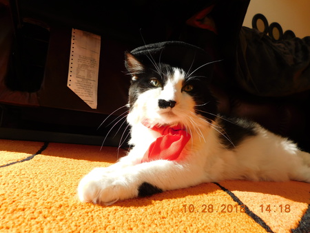 Entry image for Phoebe. Clicking this image will show a larger photo