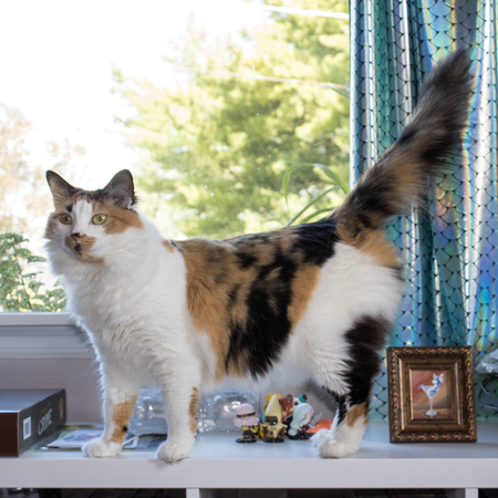 Entry image for Breya. Clicking this image will show a larger photo