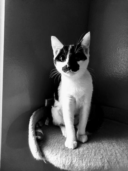 Entry image for Luna. Clicking this image will show a larger photo