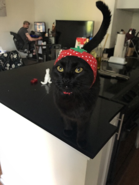 Entry image for Pablo. Clicking this image will show a larger photo