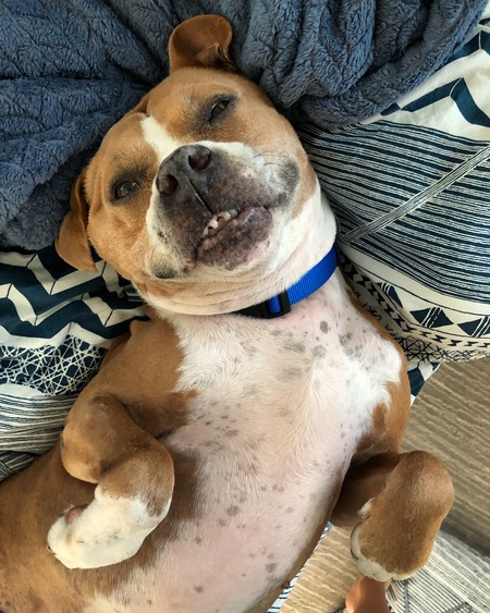 Entry image for Brownie. Clicking this image will show a larger photo