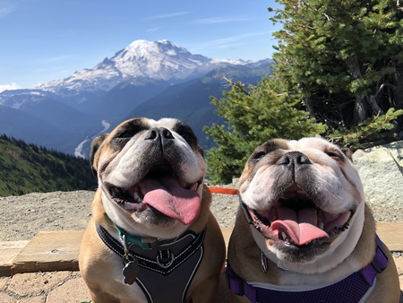 Entry image for Zena & Zoey. Clicking this image will show a larger photo