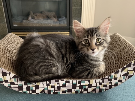 Entry image for Winston. Clicking this image will show a larger photo