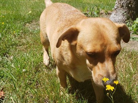 Entry image for Emmett. Clicking this image will show a larger photo