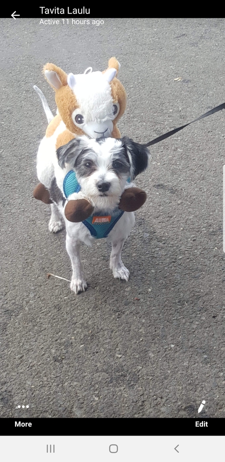 Entry image for Sheeba. Clicking this image will show a larger photo