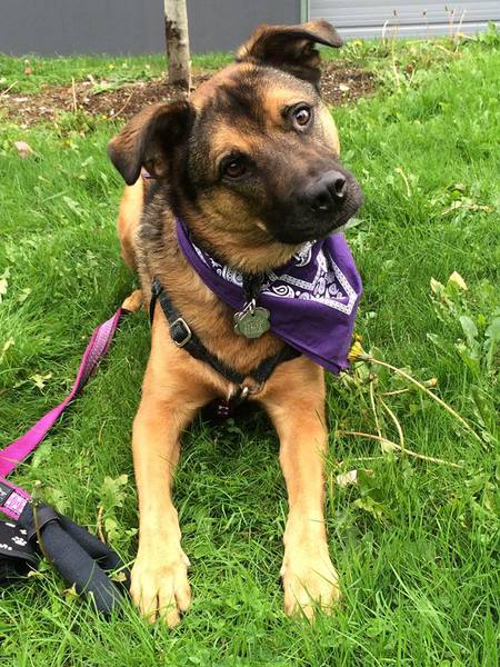 Entry image for Piper. Clicking this image will show a larger photo