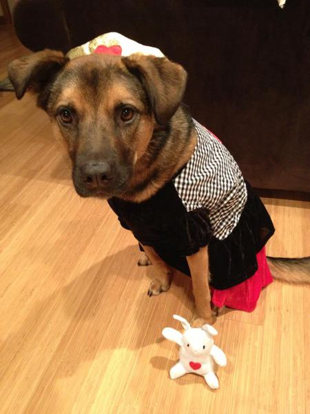 Entry image for Piper. Clicking this image will show a larger photo