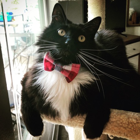 Entry image for Cosmo. Clicking this image will show a larger photo