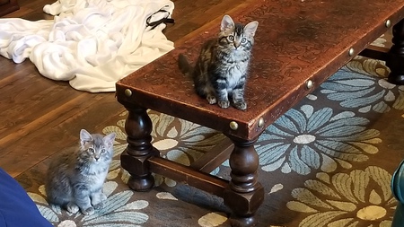 Entry image for Paisley and Jasper. Clicking this image will show a larger photo