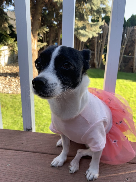 Entry image for Olive. Clicking this image will show a larger photo