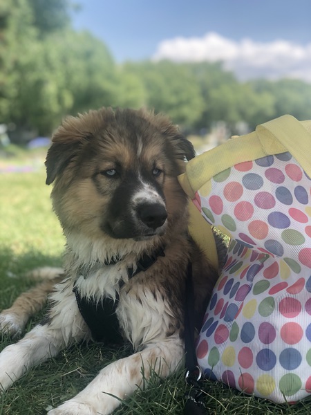 Entry image for Sarge. Clicking this image will show a larger photo