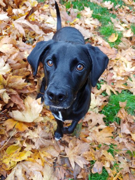 Entry image for Chip. Clicking this image will show a larger photo