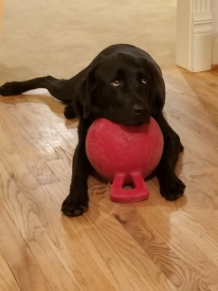 Entry image for Apollo. Clicking this image will show a larger photo