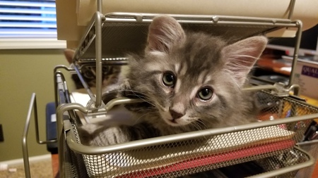 Entry image for Jasper. Clicking this image will show a larger photo