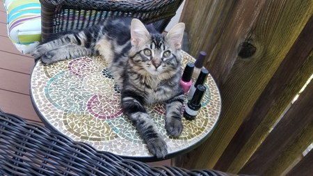 Entry image for Paisley. Clicking this image will show a larger photo