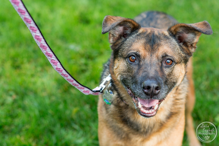 Entry image for Piper. Clicking this image will show a larger photo