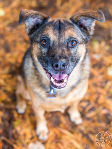 Entry image for Piper. Clicking this image will show a larger photo