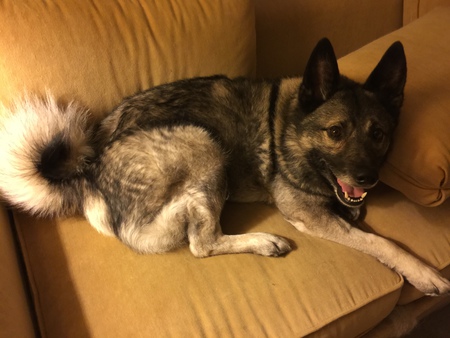 Entry image for Koda. Clicking this image will show a larger photo