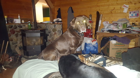 Entry image for Bear. Clicking this image will show a larger photo