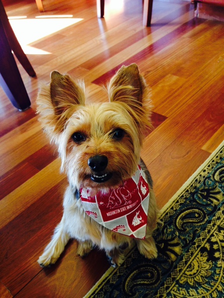 Entry image for Bentley. Clicking this image will show a larger photo