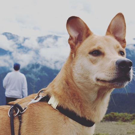 Entry image for Chico . Clicking this image will show a larger photo