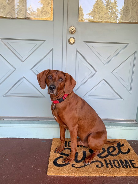 Entry image for Willie. Clicking this image will show a larger photo