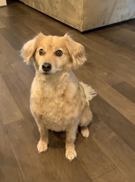 Entry image for Leo. Clicking this image will show a larger photo