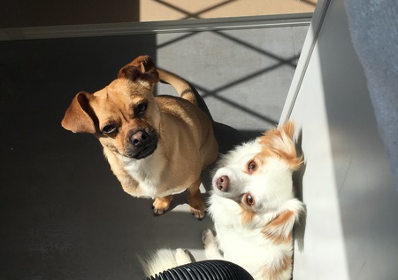 Entry image for Tucker & Theo. Clicking this image will show a larger photo