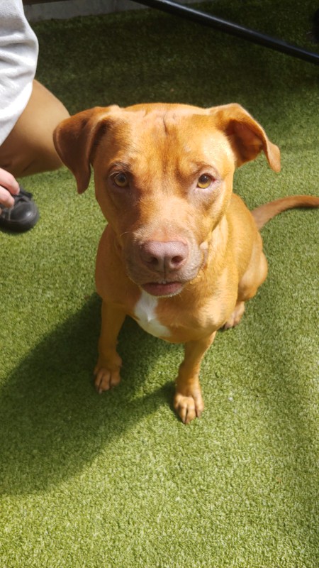 Entry image for Baloo. Clicking this image will show a larger photo