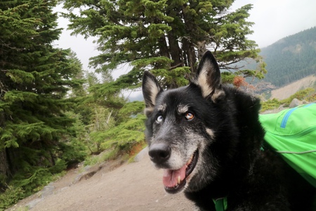 Entry image for Jake. Clicking this image will show a larger photo