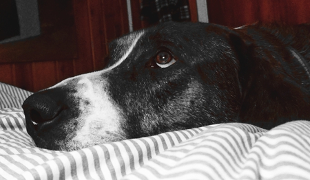 Entry image for Sir Milo Vonshnoogle. Clicking this image will show a larger photo