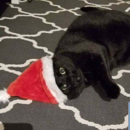 Entry image for Louie. Clicking this image will show a larger photo