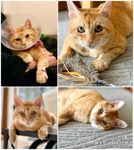 Entry image for Gallagher . Clicking this image will show a larger photo