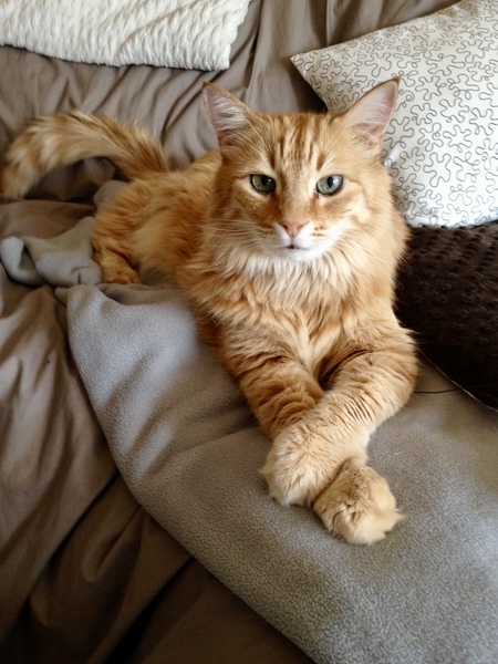 Entry image for Mr Orange Man . Clicking this image will show a larger photo