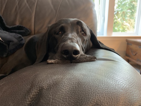 Entry image for Angus. Clicking this image will show a larger photo