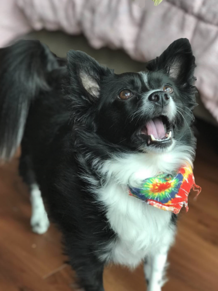 Entry image for Foxy. Clicking this image will show a larger photo