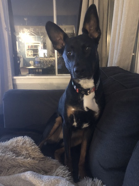 Entry image for Zeus. Clicking this image will show a larger photo