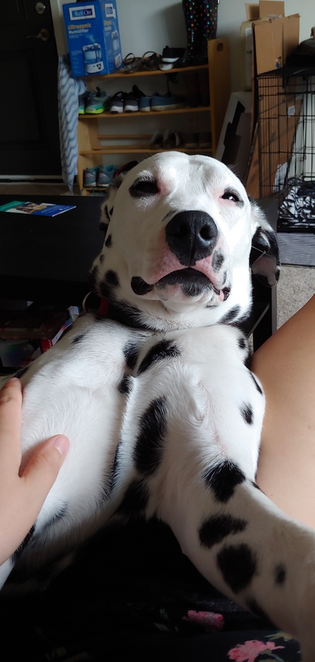 Entry image for Finn. Clicking this image will show a larger photo