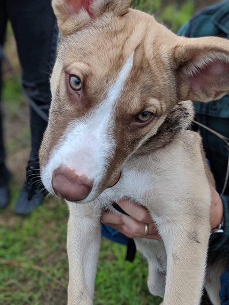 Entry image for Rigby. Clicking this image will show a larger photo