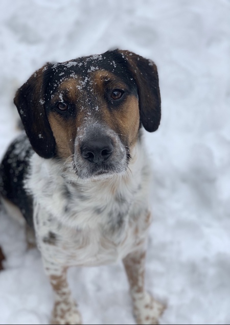 Entry image for Charlie. Clicking this image will show a larger photo