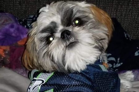 Entry image for Xiaoxiong (Little Bear). Clicking this image will show a larger photo