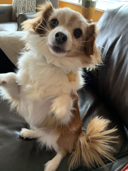 Entry image for Marlowe . Clicking this image will show a larger photo