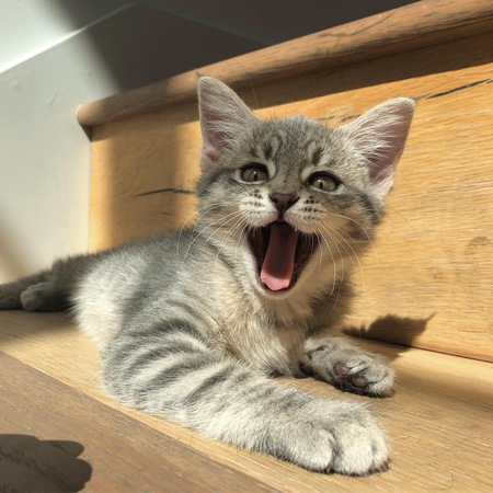 Entry image for Miffy. Clicking this image will show a larger photo