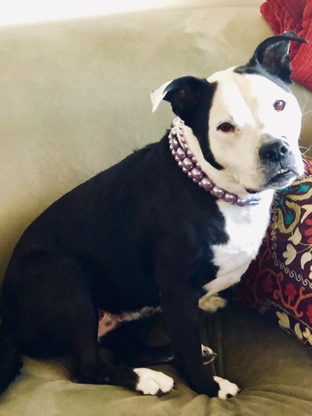 Entry image for Diva. Clicking this image will show a larger photo